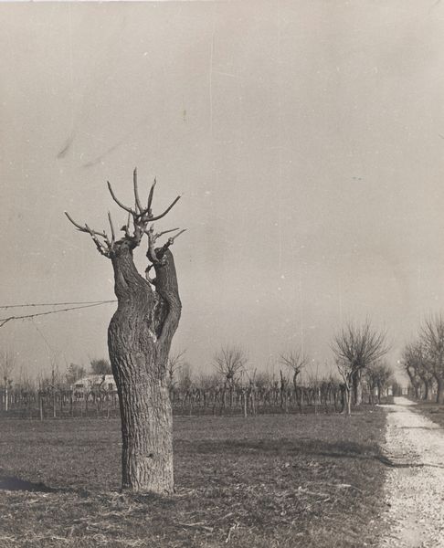 Anonimo : Senza titolo  - Asta Fotografia - Associazione Nazionale - Case d'Asta italiane