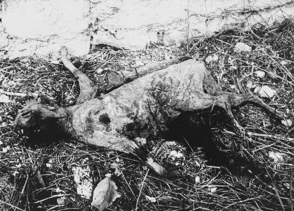 Lucien Clergue : Chat cras  - Asta Fotografia - Associazione Nazionale - Case d'Asta italiane