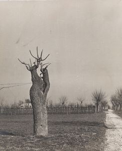 Anonimo - Senza titolo