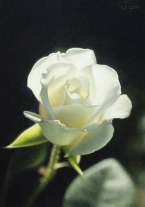 RICCARDO DI LILLO Torino 1984 - Il sogno di Demetra 2021