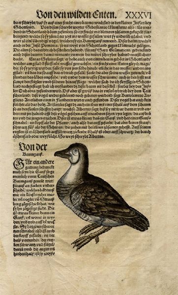 CONRAD GESSNER : Otto tavole ornitologiche da Conradi Gesneri medici Tigurini historiae animalium ...  - Asta  Arte Antica, Moderna e Contemporanea [Parte I] - Associazione Nazionale - Case d'Asta italiane