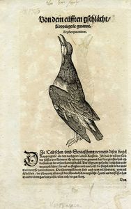CONRAD GESSNER - Otto tavole ornitologiche da Conradi Gesneri medici Tigurini historiae animalium ...