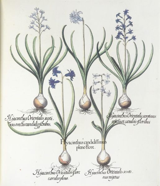 BASILIUS BESLER : Hortus Eystettensis.  - Asta Libri, autografi e manoscritti - Associazione Nazionale - Case d'Asta italiane