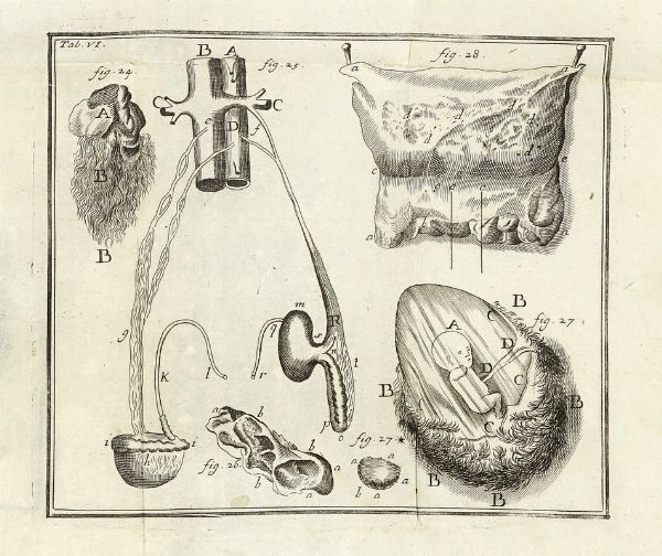 LORENZ HEISTER : Compendium anatomicum totam rem anatomicam brevissime complectens.  - Asta Libri, autografi e manoscritti - Associazione Nazionale - Case d'Asta italiane
