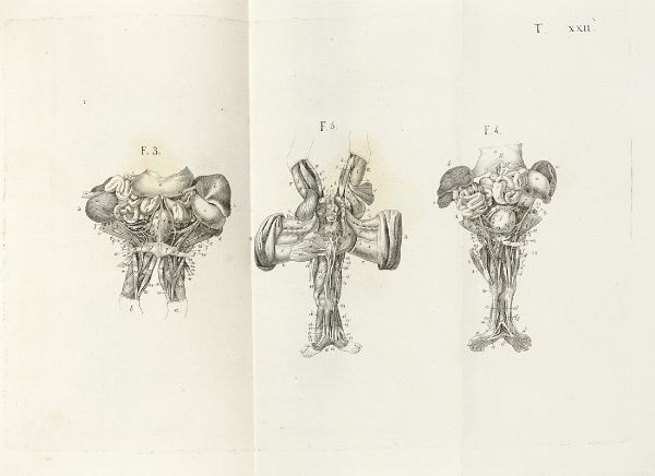 FRANCESCO MONDINI : [Opuscula... Bicorporei humani Monstri anatomica descriptio].  - Asta Libri, autografi e manoscritti - Associazione Nazionale - Case d'Asta italiane