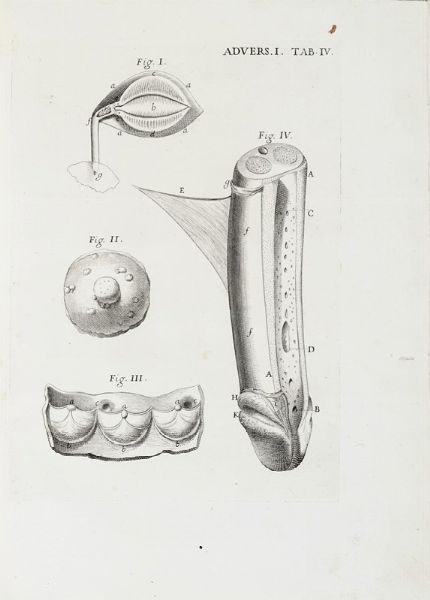 GIOVANNI BATTISTA MORGAGNI : Adversaria anatomica omnia... (-sexta).  - Asta Libri, autografi e manoscritti - Associazione Nazionale - Case d'Asta italiane