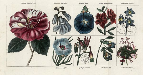 ERCOLE SILVA : Dell?arte dei Giardini inglesi [...]. Edizione seconda. Tomo I (-II).  - Asta Libri, autografi e manoscritti - Associazione Nazionale - Case d'Asta italiane