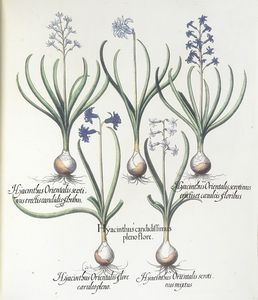 BASILIUS BESLER : Hortus Eystettensis.  - Asta Libri, autografi e manoscritti - Associazione Nazionale - Case d'Asta italiane