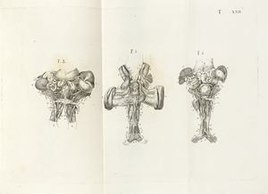 FRANCESCO MONDINI : [Opuscula... Bicorporei humani Monstri anatomica descriptio].  - Asta Libri, autografi e manoscritti - Associazione Nazionale - Case d'Asta italiane