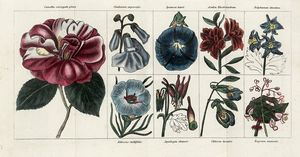 ERCOLE SILVA : Dell?arte dei Giardini inglesi [...]. Edizione seconda. Tomo I (-II).  - Asta Libri, autografi e manoscritti - Associazione Nazionale - Case d'Asta italiane