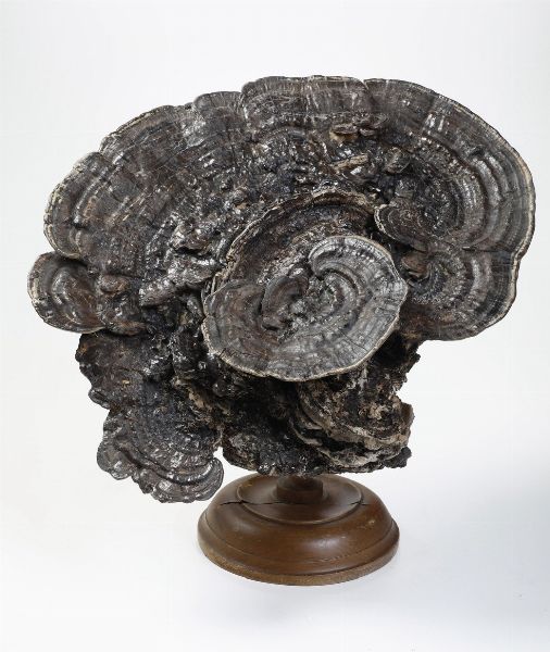 Fossile fungo Ganoderma Lucidum con base  - Asta Antiquariato - Associazione Nazionale - Case d'Asta italiane