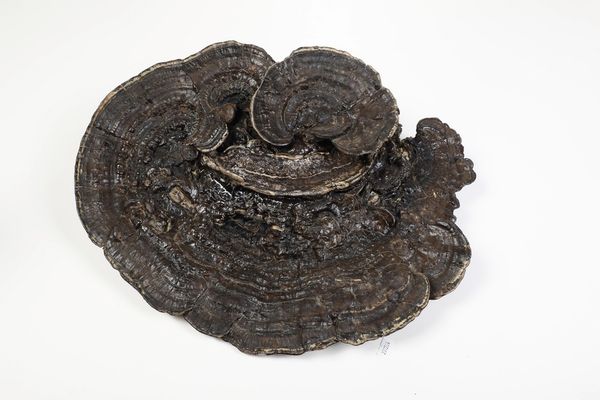 Fossile fungo Ganoderma Lucidum con base  - Asta Antiquariato - Associazione Nazionale - Case d'Asta italiane