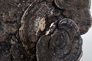 Fossile fungo Ganoderma Lucidum con base  - Asta Antiquariato - Associazione Nazionale - Case d'Asta italiane