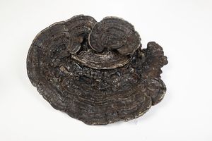 Fossile fungo Ganoderma Lucidum con base  - Asta Antiquariato - Associazione Nazionale - Case d'Asta italiane
