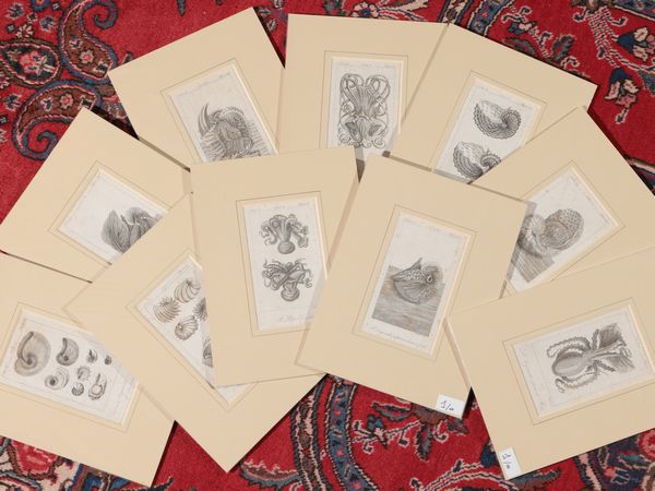 Molluschi  - Asta Una collezione di stampe - parte I - Associazione Nazionale - Case d'Asta italiane