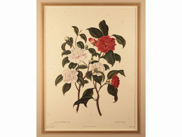 Camelie  - Asta Una collezione di stampe - parte I - Associazione Nazionale - Case d'Asta italiane