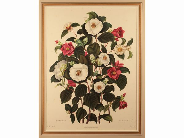 Camelie  - Asta Una collezione di stampe - parte I - Associazione Nazionale - Case d'Asta italiane