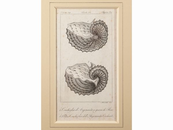 Molluschi  - Asta Una collezione di stampe - parte I - Associazione Nazionale - Case d'Asta italiane