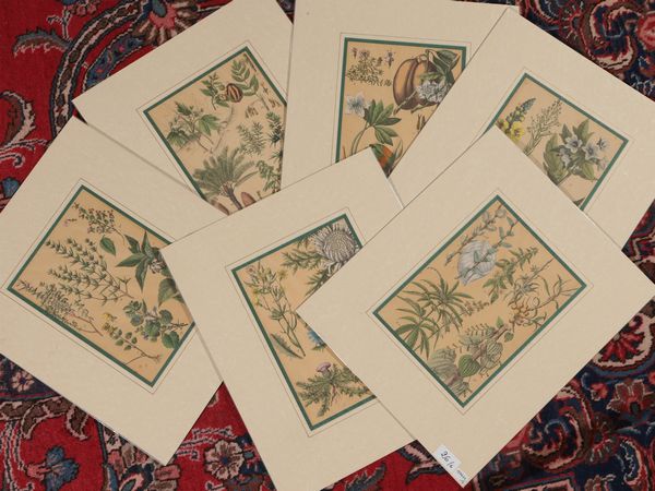 Regno delle piante  - Asta Una collezione di stampe - parte I - Associazione Nazionale - Case d'Asta italiane