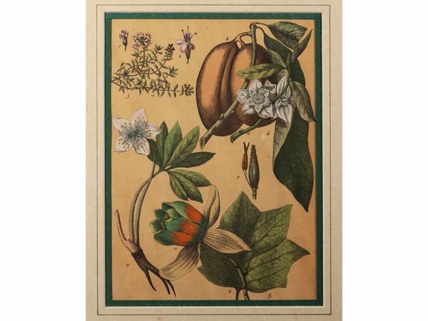 Regno delle piante  - Asta Una collezione di stampe - parte I - Associazione Nazionale - Case d'Asta italiane