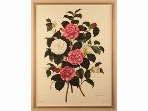 Camelie  - Asta Una collezione di stampe - parte I - Associazione Nazionale - Case d'Asta italiane