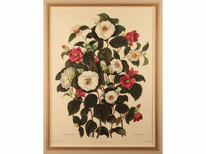 Camelie  - Asta Una collezione di stampe - parte I - Associazione Nazionale - Case d'Asta italiane