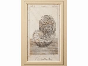 Molluschi  - Asta Una collezione di stampe - parte I - Associazione Nazionale - Case d'Asta italiane