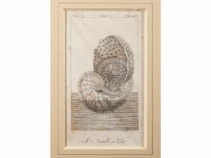 Molluschi  - Asta Una collezione di stampe - parte I - Associazione Nazionale - Case d'Asta italiane