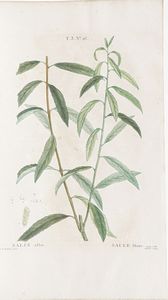 Duhamel du Monceau (Henri Louis) Trait des Arbres et Arbustes que l'on Cultive en France, en pleine terre ... seconde dition considrablement augmente, Paris Didot Michel et Lamy, 1804-1806 vol.3 soltanto (di 7?)  - Asta Libri antichi e rari, Stampe, Vedute e Mappe - Associazione Nazionale - Case d'Asta italiane