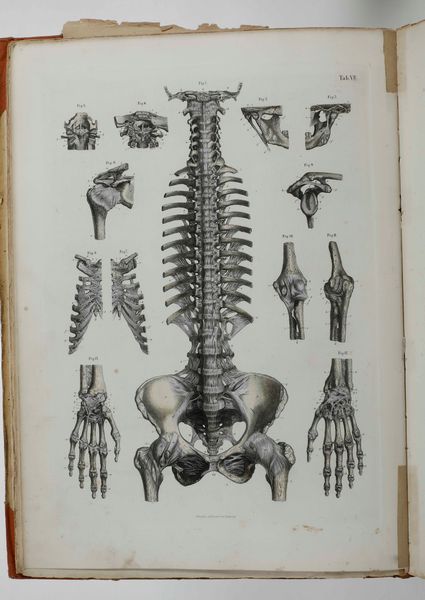 C.E. Bock Atlanti di anatomia dell'uomo. Traduzione italiana autorizzata sulla sesta edizione originale. Seconda edizione. Napoli, presso Riccardo Marghieri 1877  - Asta Libri Antichi - Associazione Nazionale - Case d'Asta italiane