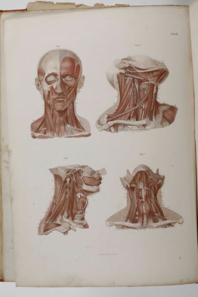 C.E. Bock Atlanti di anatomia dell'uomo. Traduzione italiana autorizzata sulla sesta edizione originale. Seconda edizione. Napoli, presso Riccardo Marghieri 1877  - Asta Libri Antichi - Associazione Nazionale - Case d'Asta italiane