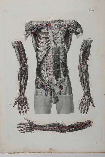 C.E. Bock Atlanti di anatomia dell'uomo. Traduzione italiana autorizzata sulla sesta edizione originale. Seconda edizione. Napoli, presso Riccardo Marghieri 1877  - Asta Libri Antichi - Associazione Nazionale - Case d'Asta italiane