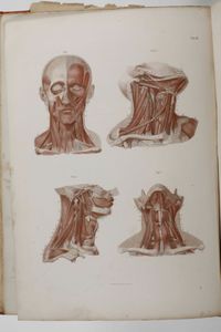 C.E. Bock Atlanti di anatomia dell'uomo. Traduzione italiana autorizzata sulla sesta edizione originale. Seconda edizione. Napoli, presso Riccardo Marghieri 1877  - Asta Libri Antichi - Associazione Nazionale - Case d'Asta italiane