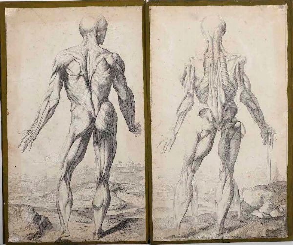 Incisioni-anatomia. Dodici incisioni tratte dalle Notomie di Tiziano.  - Asta Stampe, Vedute e Carte Geografiche - Associazione Nazionale - Case d'Asta italiane