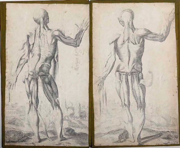 Incisioni-anatomia. Dodici incisioni tratte dalle Notomie di Tiziano.  - Asta Stampe, Vedute e Carte Geografiche - Associazione Nazionale - Case d'Asta italiane