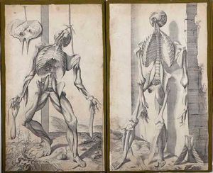 Incisioni-anatomia. Dodici incisioni tratte dalle Notomie di Tiziano.  - Asta Stampe, Vedute e Carte Geografiche - Associazione Nazionale - Case d'Asta italiane