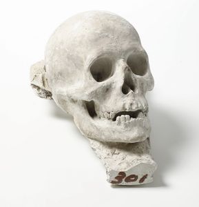 Plasticatore degli inizi del XX secolo Teschio  - Asta Sculture del XIX e XX secolo - Associazione Nazionale - Case d'Asta italiane