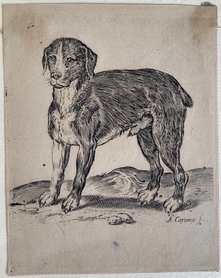 AGOSTINO CARRACCI : Un cane in piedi rivolto a sinistra. [ca.1582-85]  - Asta Libri antichi, rarit bibliografiche e prime edizioni del '900 - Associazione Nazionale - Case d'Asta italiane