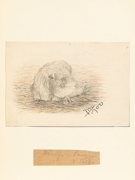 Filiberto Minozzi : Vitello  - Asta Petits-Matres / Arte Figurativa tra XIX e XX Secolo - Parte 1 - Associazione Nazionale - Case d'Asta italiane