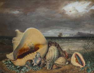 BENJAMIN FILS RASPAIL Francia 1823-1899 - Coquillages