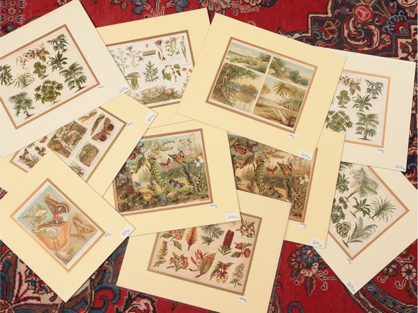 Piante - Farfalle  - Asta Una collezione di stampe - parte II - Associazione Nazionale - Case d'Asta italiane