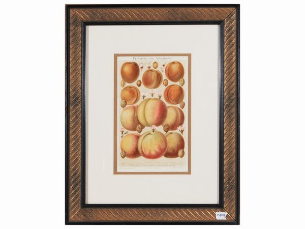 Pflaumen -Pfirsiche und Aprikosen  - Asta Una collezione di stampe - parte II - Associazione Nazionale - Case d'Asta italiane