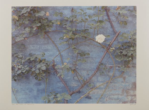 GHIRRI LUIGI (1943 - 1992) : IL PROFILO DELLE NUVOLE - SAN PIETRO DI RAVENNA, 1989  - Asta Asta 446 | GRAFICA MODERNA, FOTOGRAFIA E MULTIPLI D'AUTORE Online - Associazione Nazionale - Case d'Asta italiane