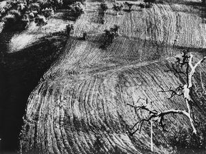 Mario Giacomelli - Presa di coscienza sulla natura