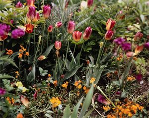 Stephen Shore - Giverny 15
