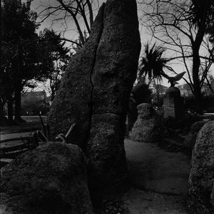 JOAN FONTCUBERTA - Senza titolo