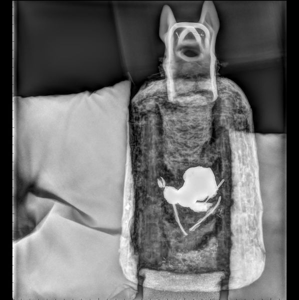 . : Sarcofago di mummia di sciacallo in materiale vegetale argilloso.Egitto Antico, periodo Tolemaico (V-IV sec a.C.).  - Asta Asta 450 | WUNDERKAMMER, CURIOSITIES & ETNOGRAFICA - A GENTLEMAN' S CABINET OF CURIOSITIES Online - Associazione Nazionale - Case d'Asta italiane