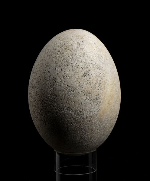 . : Uovo di Aepyornis Maximus.  - Asta Asta 450 | WUNDERKAMMER, CURIOSITIES & ETNOGRAFICA - A GENTLEMAN' S CABINET OF CURIOSITIES Online - Associazione Nazionale - Case d'Asta italiane