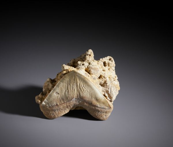 . : Fossile con dente di Carcharhinus. Cile, met Pliocene.  - Asta Asta 450 | WUNDERKAMMER, CURIOSITIES & ETNOGRAFICA - A GENTLEMAN' S CABINET OF CURIOSITIES Online - Associazione Nazionale - Case d'Asta italiane