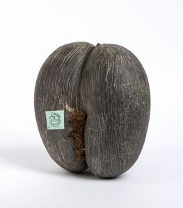 . - Coco de Mer.Seychelles.